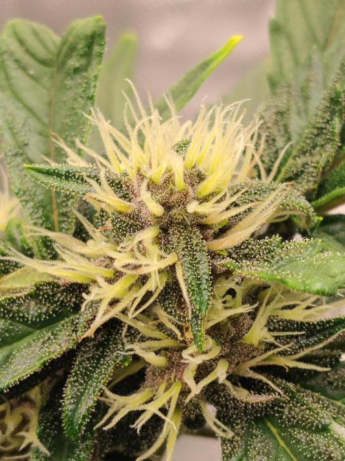 Guava. Week 7