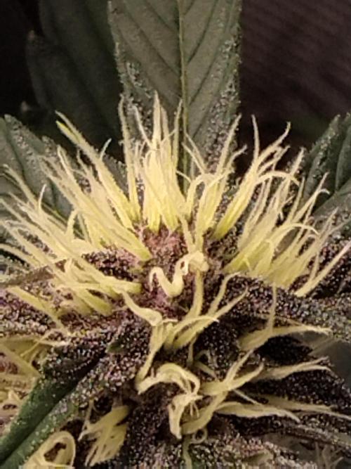 Guava. Week 7