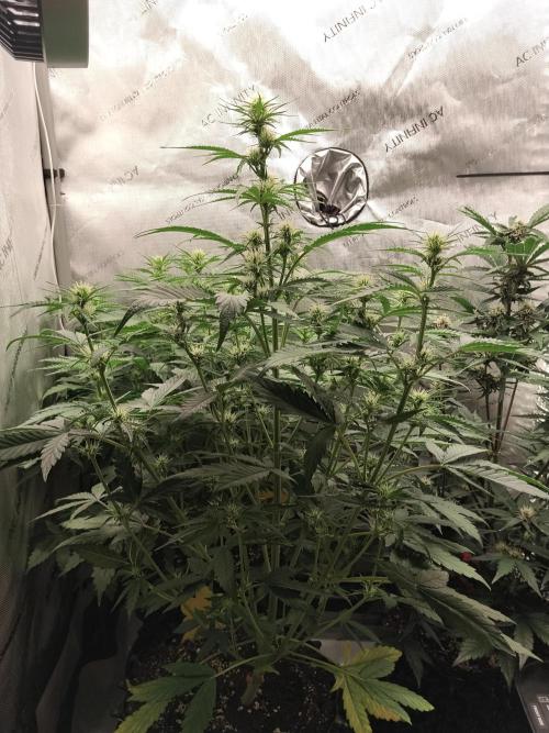 Apple Fritter Auto. Week 6