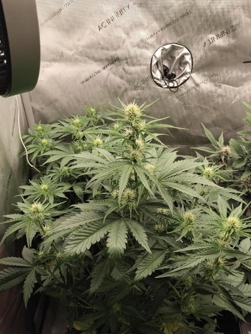 Apple Fritter Auto. Week 6