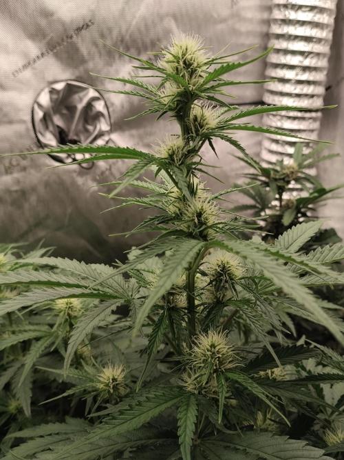 Apple Fritter Auto. Week 6