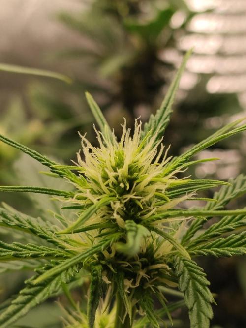 Apple Fritter Auto. Week 6