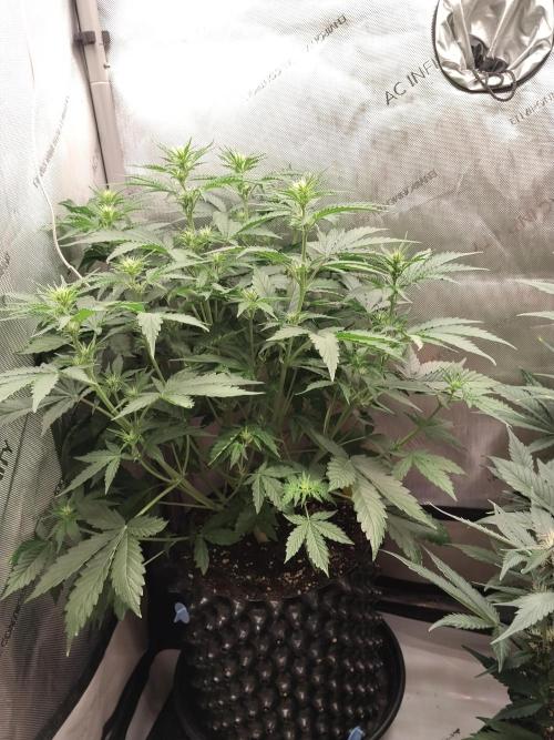 Apple Fritter Auto. Week 6
