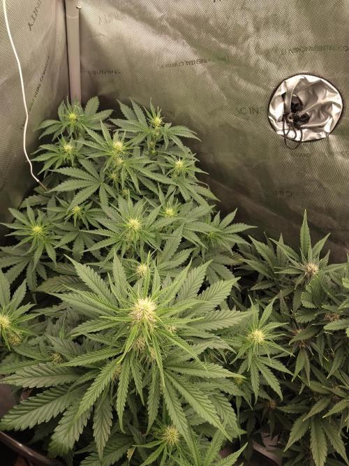 Apple Fritter Auto. Week 6