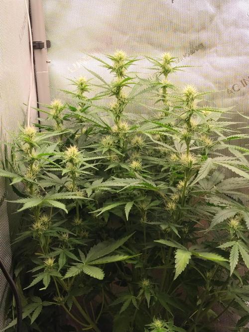 Apple Fritter Auto. Week 7