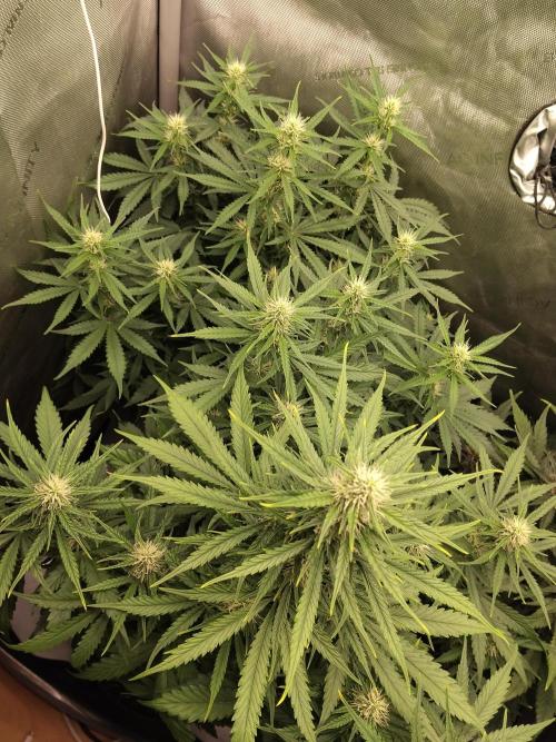 Apple Fritter Auto. Week 7