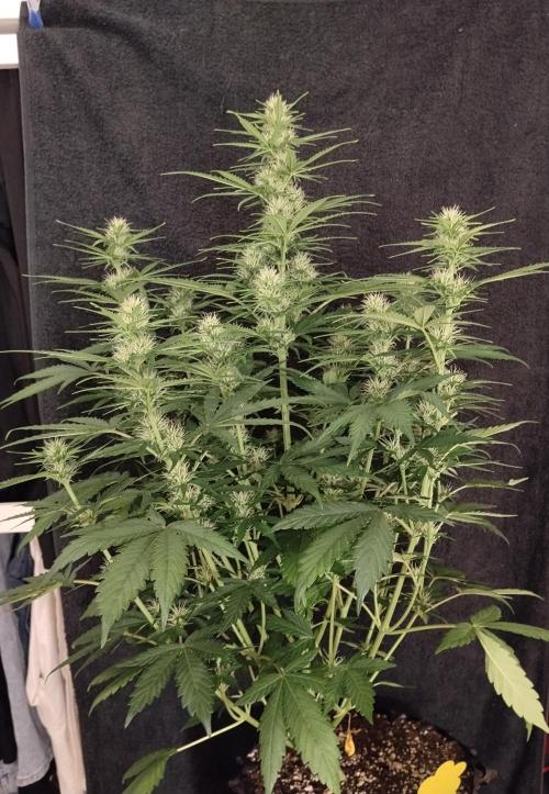 Apple Fritter Auto. Week 7 - Pflanze Nr1 
