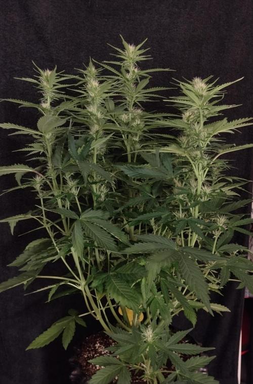 Apple Fritter Auto. Week 7 - Pflanze Nr2 