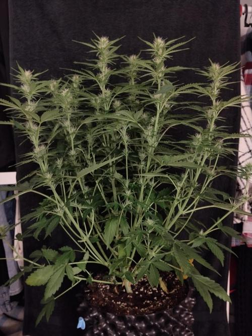 Apple Fritter Auto. Week 7 - Pflanze Nr2 