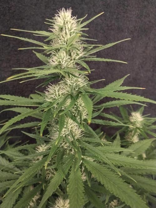 Apple Fritter Auto. Week 7