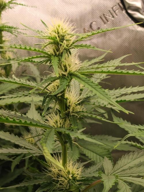 Apple Fritter Auto. Week 7