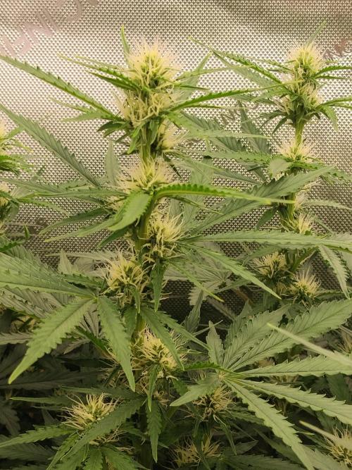 Apple Fritter Auto. Week 7