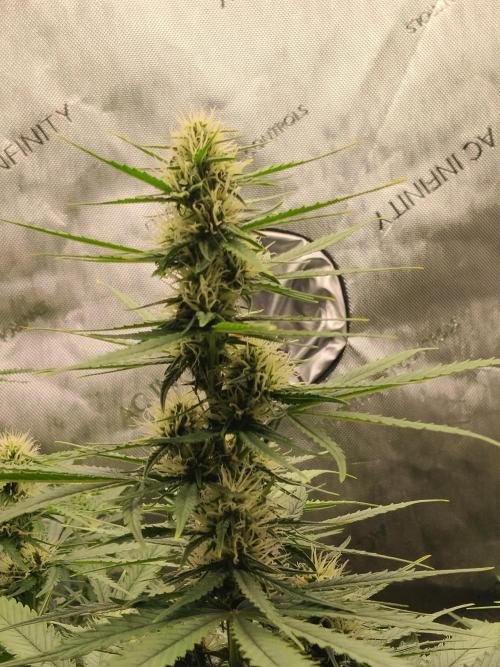 Apple Fritter Auto. Week 7