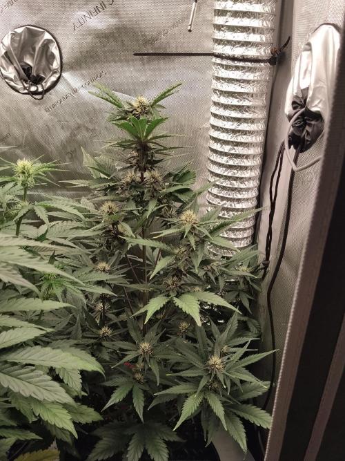 Guava. Week 8