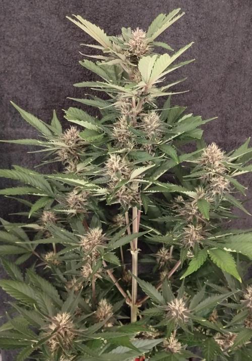 Guava. Week 8