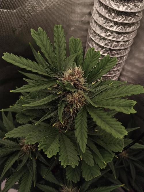 Guava. Week 8