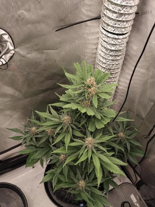 Guava. Week 8