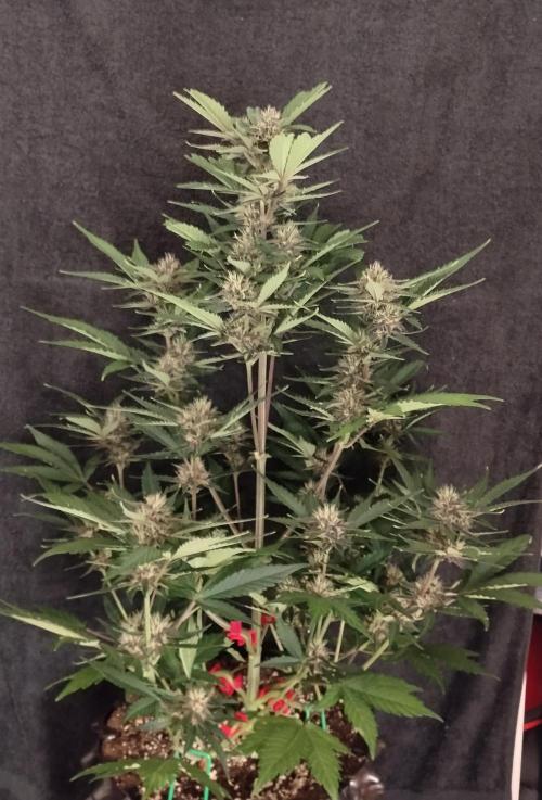 Guava. Week 8