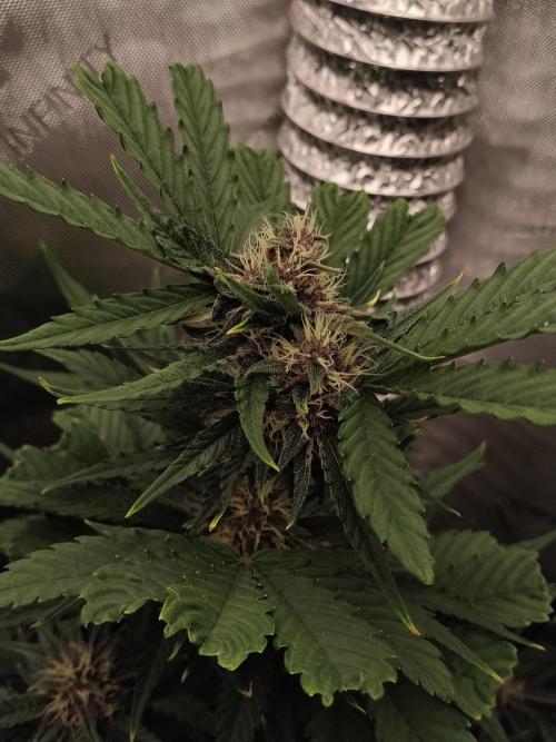 Guava. Week 8