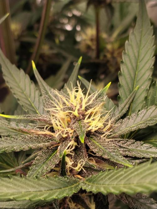 Guava. Week 8