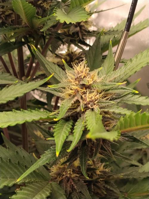 Guava. Week 8