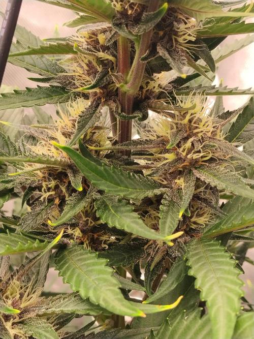 Guava. Week 8