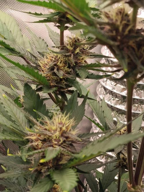 Guava. Week 8