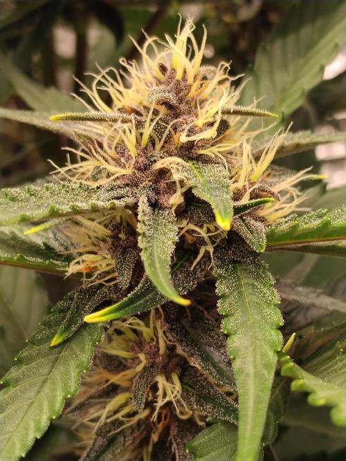 Guava. Week 8