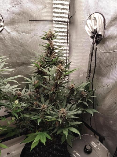 Guava. Week 9
