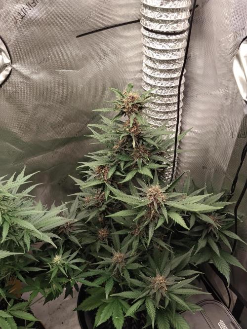 Guava. Week 9