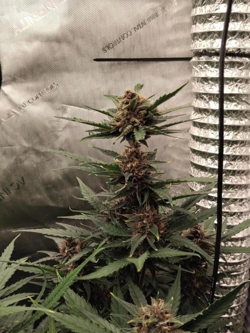 Guava. Week 9