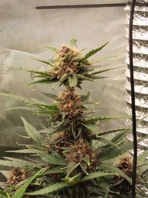 Guava. Week 9