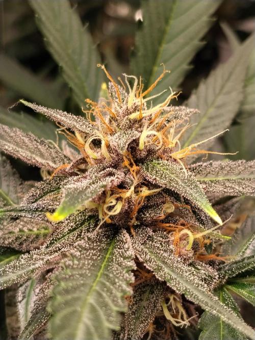 Guava. Week 9