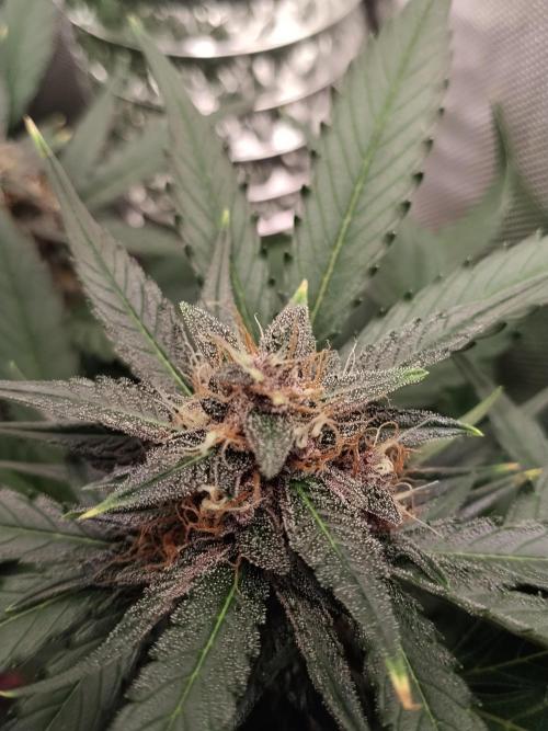 Guava. Week 9