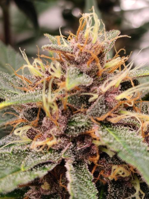 Guava. Week 9