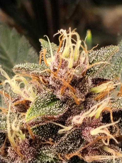 Guava. Week 9