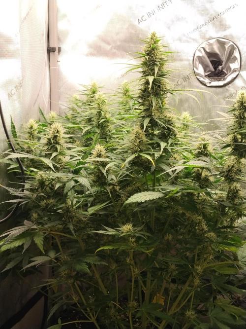 Apple Fritter Auto. Week 8