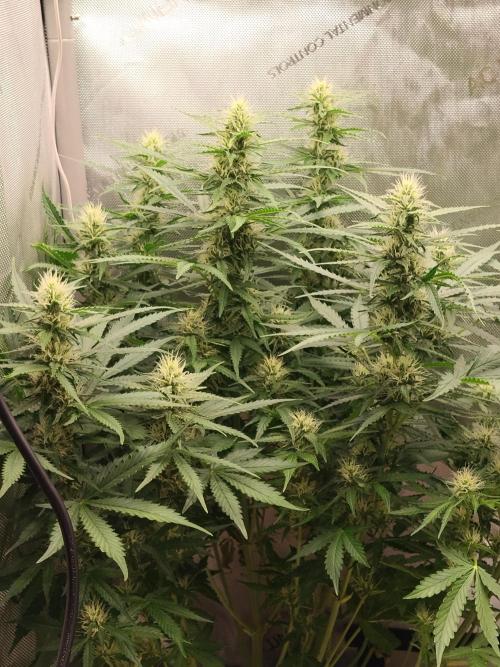 Apple Fritter Auto. Week 8