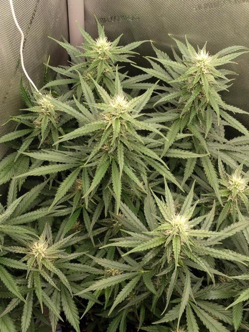 Apple Fritter Auto. Week 8
