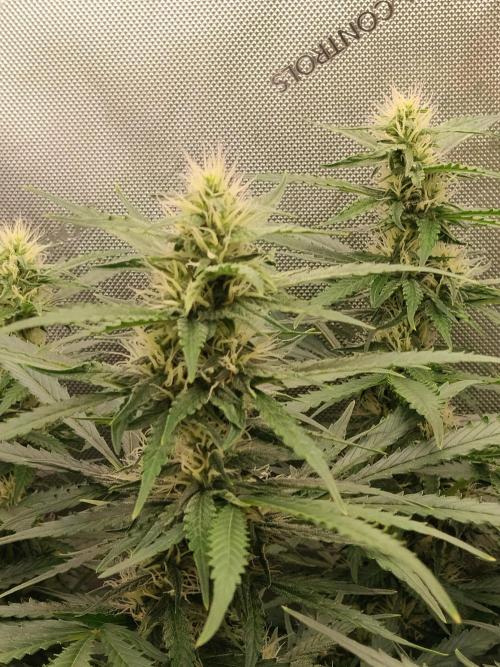 Apple Fritter Auto. Week 8