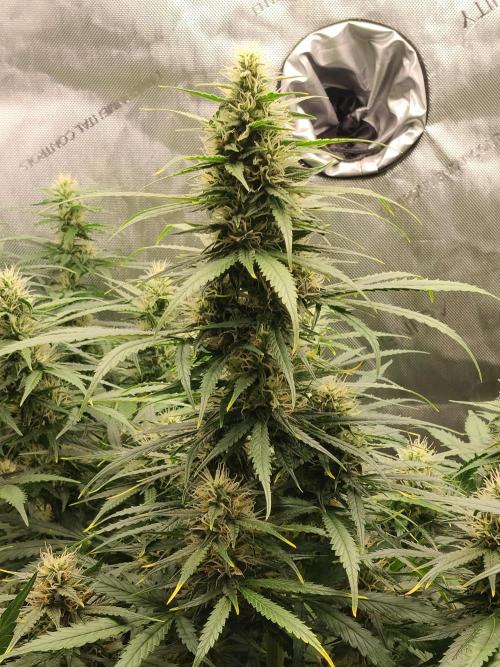 Apple Fritter Auto. Week 8