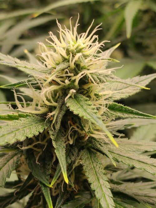 Apple Fritter Auto. Week 8
