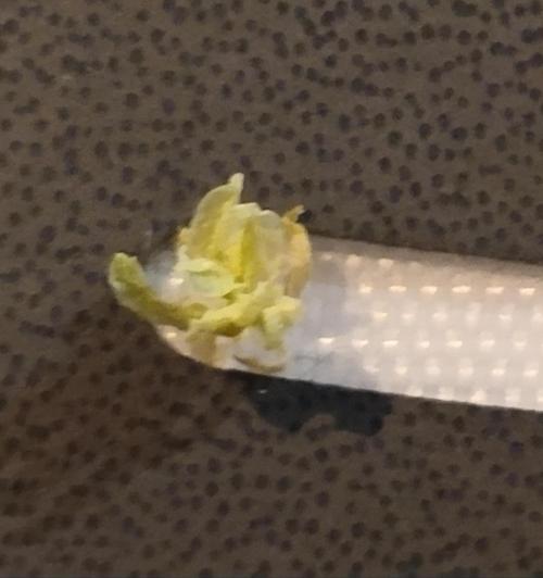 Apple Fritter Auto. Week 8 - Männliche Blüte 