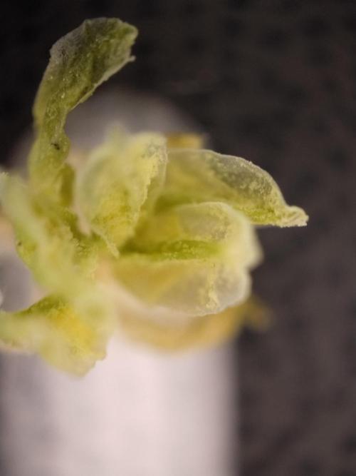 Apple Fritter Auto. Week 8 - Männliche Blüte 