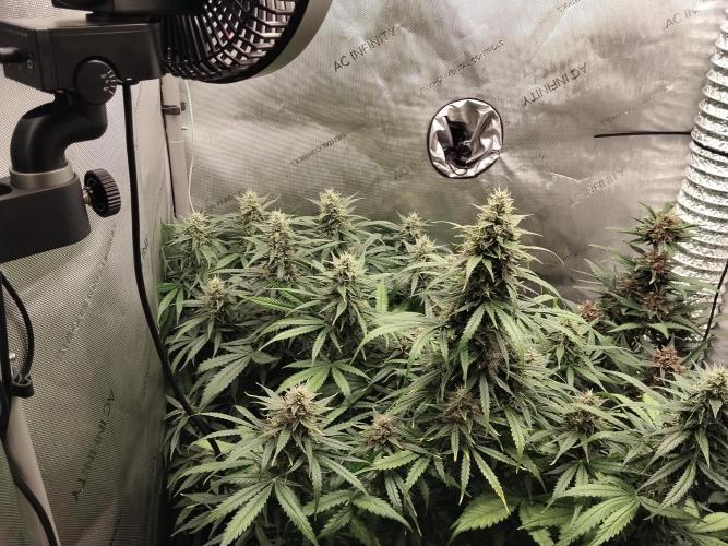 Apple Fritter Auto. Week 9