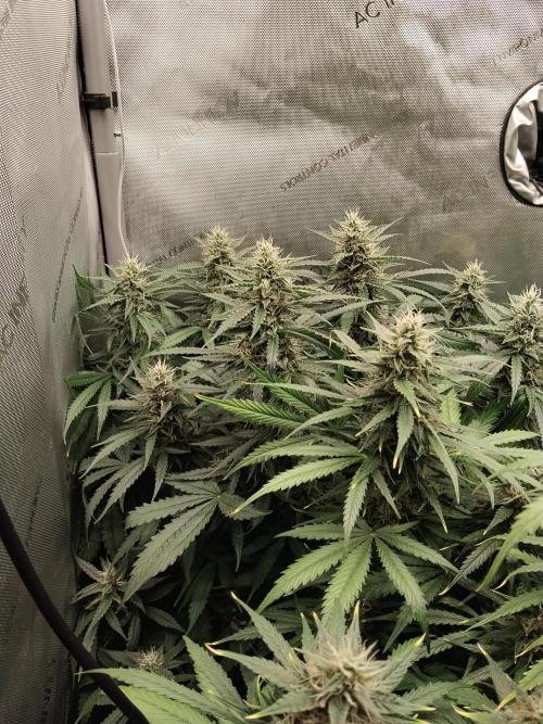 Apple Fritter Auto. Week 9