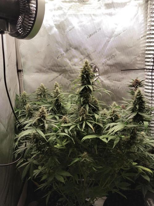Apple Fritter Auto. Week 9