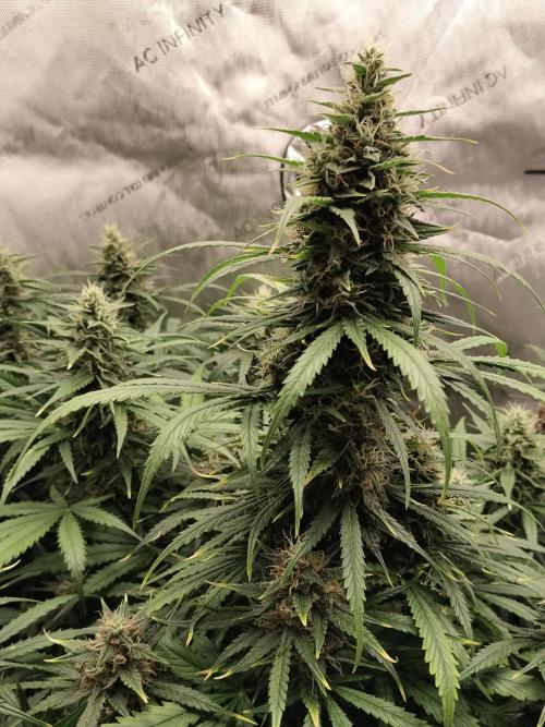 Apple Fritter Auto. Week 9