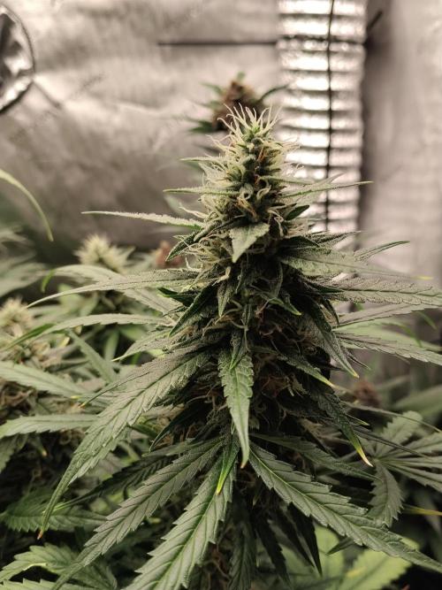 Apple Fritter Automatic. Week 9
