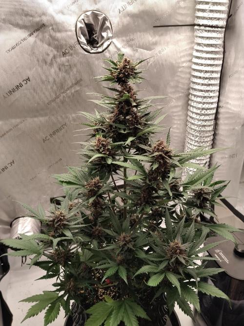 Guava. Week 10